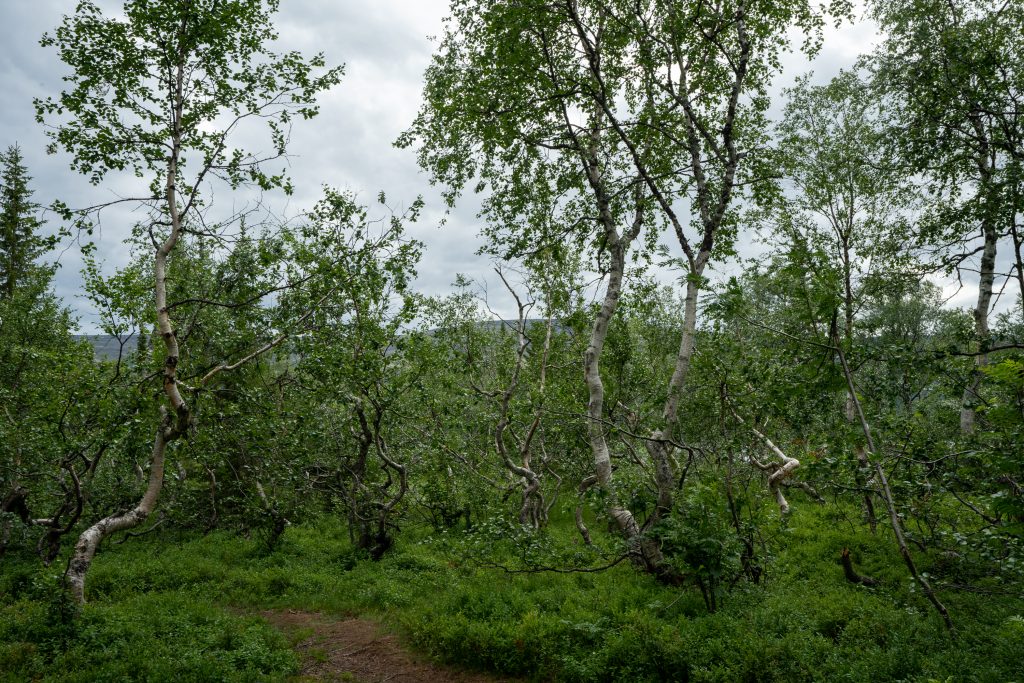 DSC03097