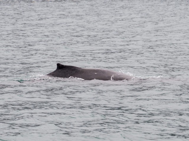 Humpback,Whale,In,The,Aialik,Bay,In,Alaska.