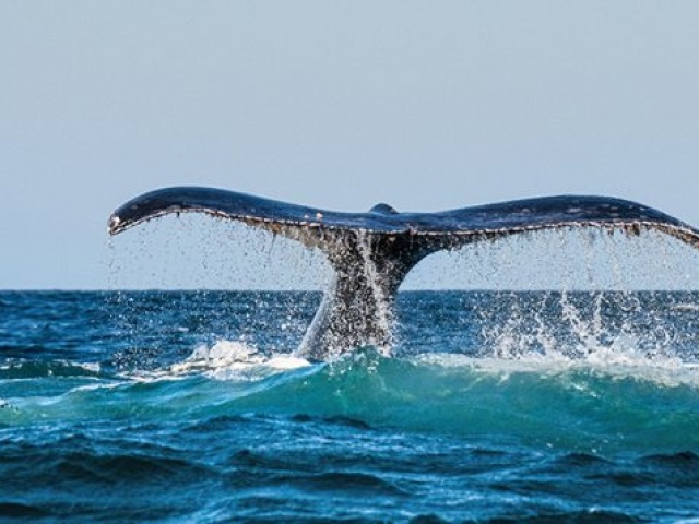 A,Humpback,Whale,Raises,Its,Powerful,Tail,Over,The,Water