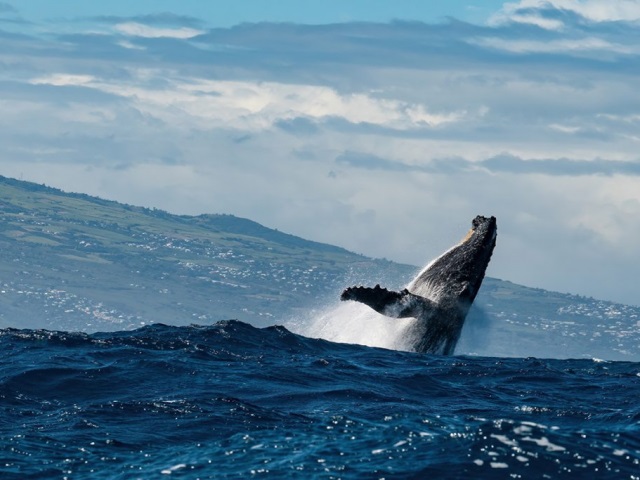 Humpback,Whale,Jumping,Out,Of,The,Water,In,Reunion,Island.