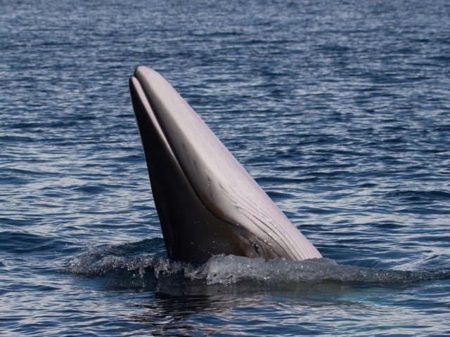A,Beautiful,Antarctic,Minke,Whale,(balaenoptera,Bonaerensis),,Spy,Hops,Out